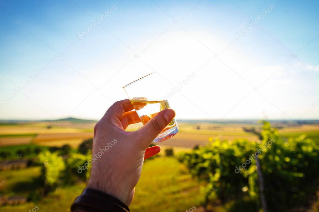 A glass of white wine at a sunset in the vineyards of Rheinhessen.