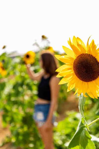 Zonnebloem Het Zonlicht Met Jonge Vrouw Achtergrond — Stockfoto