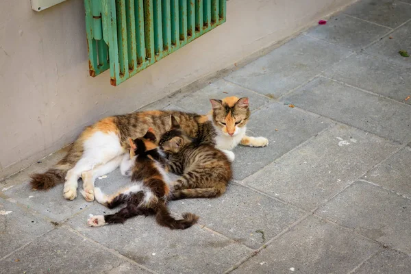 Ulicy Kot Ssanie Jej Dwa Kociaki Chodniku — Zdjęcie stockowe