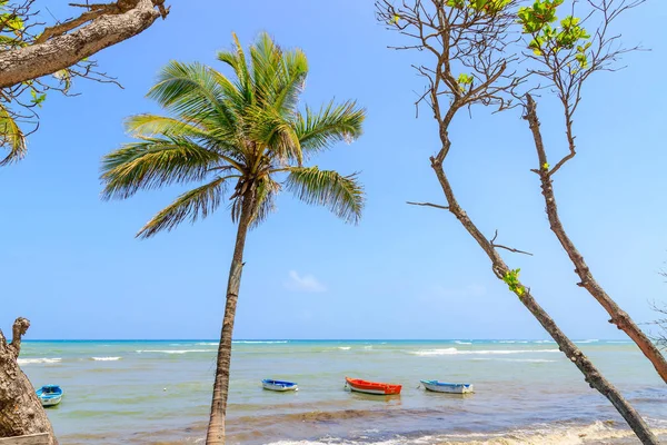 Palmiye ağaçları ile sahildeki balıkçı tekneleri. Malecón, Puerto Plata, Dominik Cumhuriyeti