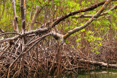 Su kenarındaki mangrov ağaçlar kökleri. Cayo Arena, Punta Rucia, Dominik Cumhuriyeti