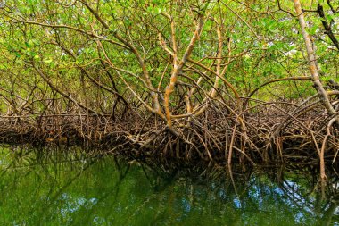 Su kenarındaki mangrov ağaçlar kökleri. Cayo Arena, Punta Rucia, Dominik Cumhuriyeti