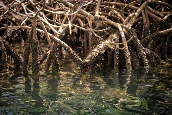 Rote Krabbe Den Wurzeln Eines Mangrovenbaums Cayo Arena Punta Rucia — Stockfoto