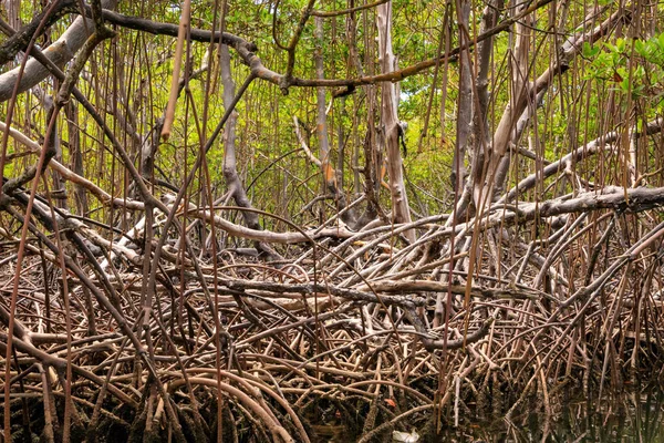 Roots Mangrove Trees Water Edge Cayo Arena Punta Rucia Dominican — Stock Photo, Image