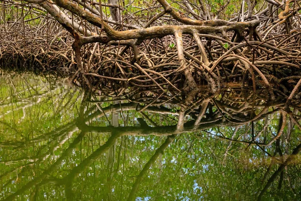 Wurzeln Von Mangrovenbäumen Wasserrand Cayo Arena Punta Rucia Dominikanische Republik — Stockfoto