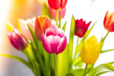 Tebrik kartı olarak renkli lale çiçekler. Anneler günü veya bahar konsepti