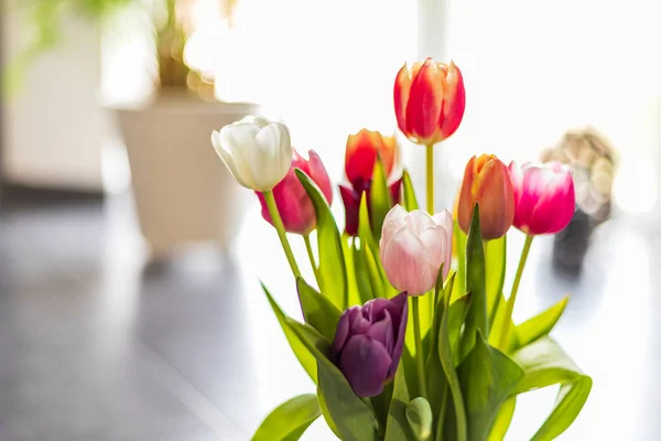 Барвисті квіти тюльпан як Вітальна листівка. День матері або весна Ліцензійні Стокові Зображення