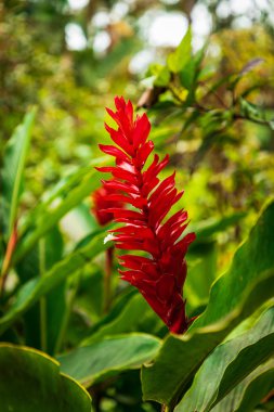 Kırmızı çiçek, Zingiber, tropikal, Karayipler, Dominik Cumhuriyeti
