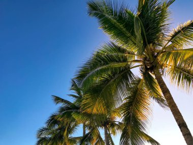 Güneş ışığı mavi gökyüzü önünde Palmiye ağaçları