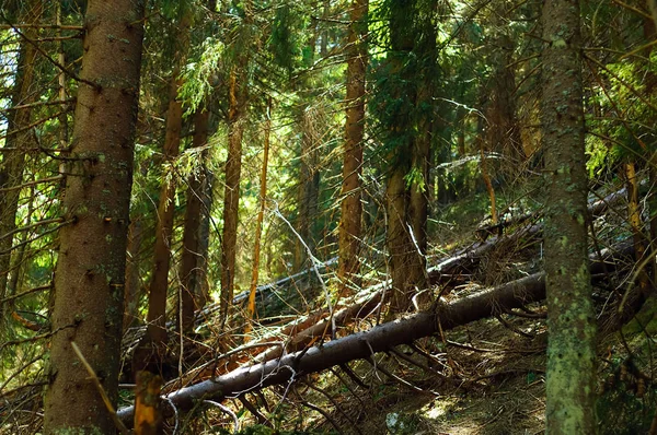 Fallen trees after a hurricane in the mountains, travel concept in the wild,  closeup