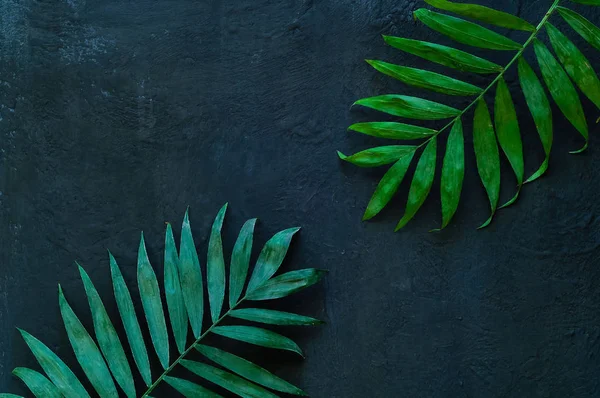 Variace z tropické palmové listy na texturu betonu. Creative tropické listy na tmavém pozadí, kopírování prostor, closeup. Nápis — Stock fotografie
