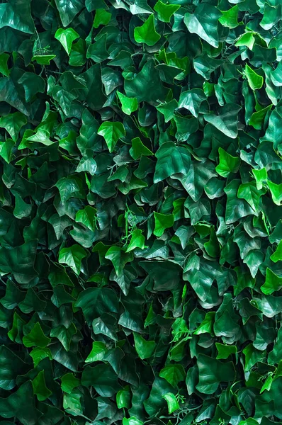 Hojas verdes de pared de hiedra, concepto de fondo natural de hojas. Diseño, luz natural, espacio para copiar, primer plano —  Fotos de Stock