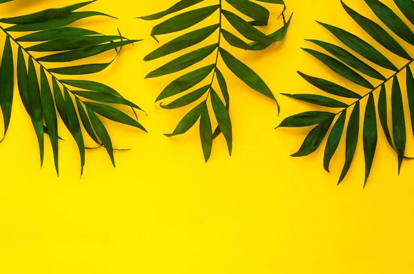Varianty tropické palmy listy na lehkou texturu. Creative tropické listy na žlutém podkladu, kopie prostor, closeup. Banner, přirozené světlo — Stock fotografie