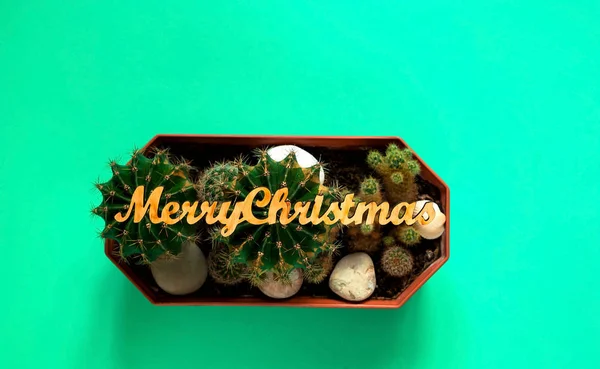 Pequeño cactus decorativo, usando la inscripción alegre de la Navidad, sobre un fondo verde, espacio de la copia, primer plano , —  Fotos de Stock