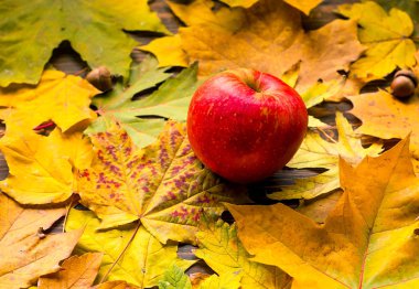 Sarı yapraklar, organik gıda kavramı, diyet, detoks, temiz gıda veya vejetaryen kavramı arka plan üzerinde kırmızı elma portre. Kopya alanı.