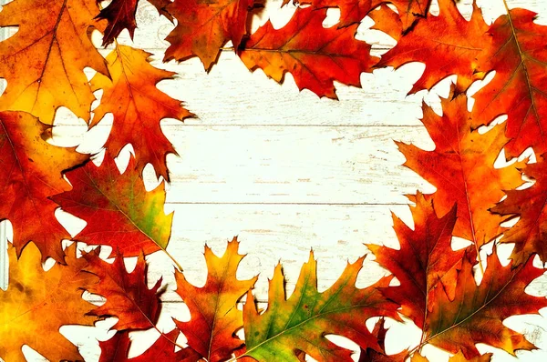 Decoración de otoño. Hojas brillantes sobre fondo claro, cerca, espacio de copia — Foto de Stock