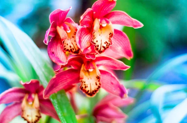 Yıl 2019, yaşayan mercan eğilim renk örneği olarak orkide çiçek. — Stok fotoğraf