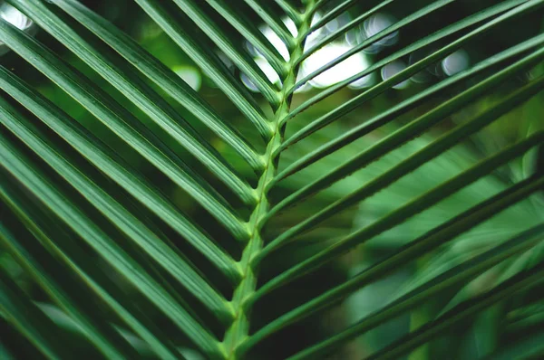 Fondo de hoja de palma tropical. Verduras vivas. Espacio de copia, primer plano . — Foto de Stock