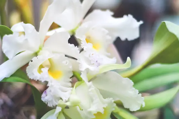 Beyaz orkide çiçek arka plan bulanık, tek renkli kompozisyon. Yaşam yeşillik. — Stok fotoğraf