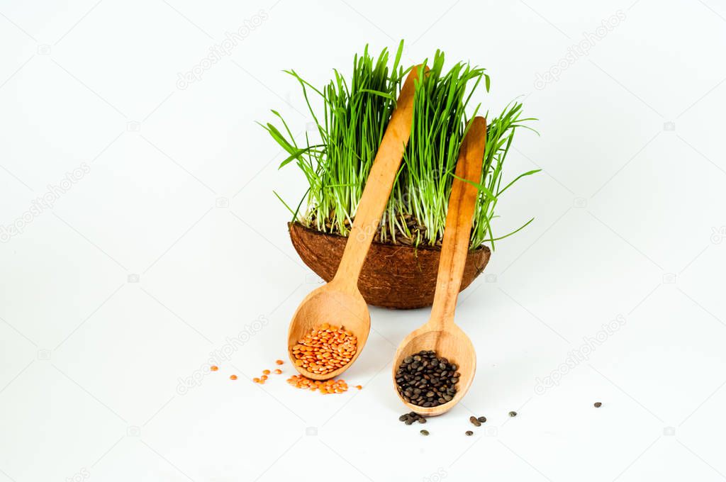 Wooden spoons with lentils and Germinated seeds of oat or green grass in coconut bowl isolated on white background. Green living.  