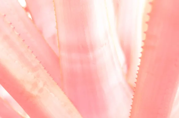 Cactus fundo floral de borrado. A cor tendência do ano 2019. Coral vivo . — Fotografia de Stock