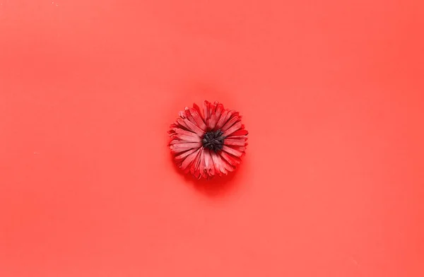 Tarjeta de felicitación de flor de gerberas en el fondo de coral para el Día de San Valentín, Día de la Mujer y las fiestas del Día de las Madres. Concepto Color del año 2019 . — Foto de Stock