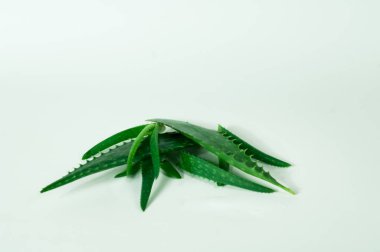 Aloe Vera izole üzerinde beyaz arka plan dilimlenmiş. Cilt Bakımı ve saç bakımı için bitkisel ilaç kavramı. 