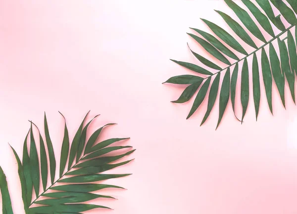 Variações de folhas de palmeira tropicais em textura leve. Folhas tropicais criativas em fundo rosa . — Fotografia de Stock