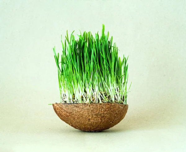Csíráztatott magvak búza- vagy a zöld fű, kókusz tálban szürke háttér elszigetelt. Zöld élet. — Stock Fotó