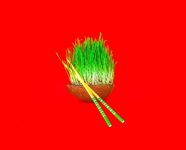 Semillas germinadas de trigo o hierba verde en un tazón de coco aislado sobre fondo rojo. Vida verde . — Foto de Stock