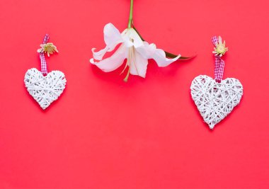 Beyaz zambak çiçeği mercan arka plan üzerinde dekoratif yürekleri. Festival dekor. 