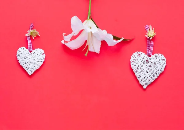 Flor de lirio blanco con corazones decorativos sobre fondo de coral. Decoración festiva . — Foto de Stock