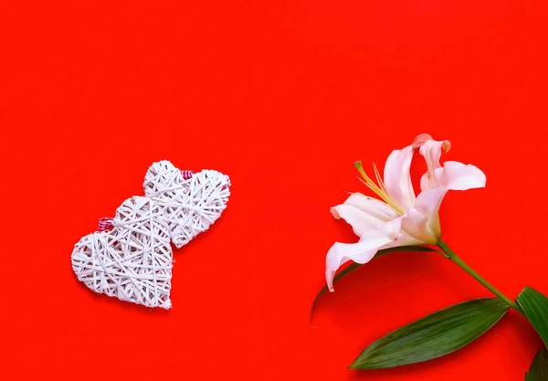 Lys blanc fleur avec des cœurs décoratifs sur fond de corail. Décor festif . — Photo