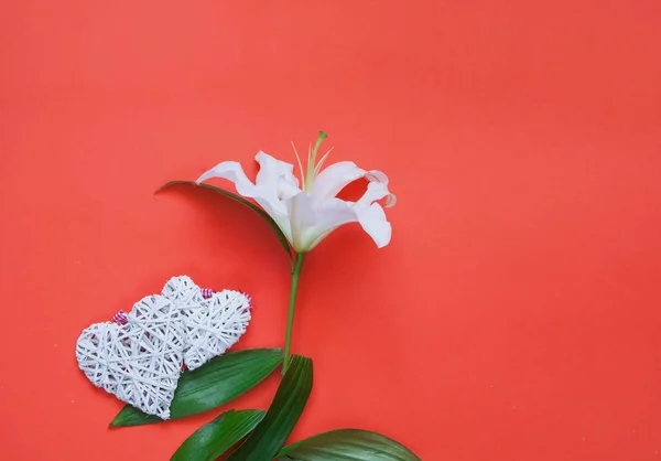 Beyaz zambak çiçeği mercan arka plan üzerinde dekoratif yürekleri. Festival dekor. — Stok fotoğraf