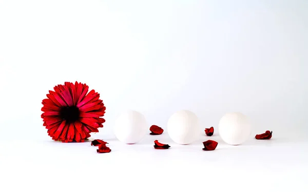 Fundo festivo da Páscoa. Ovos brancos com flor de gerbera em um fundo isolado branco . — Fotografia de Stock