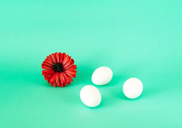 Festival Paskalya arka plan. Açık yeşil renkli gerbera çiçek ile beyaz yumurta. — Stok fotoğraf