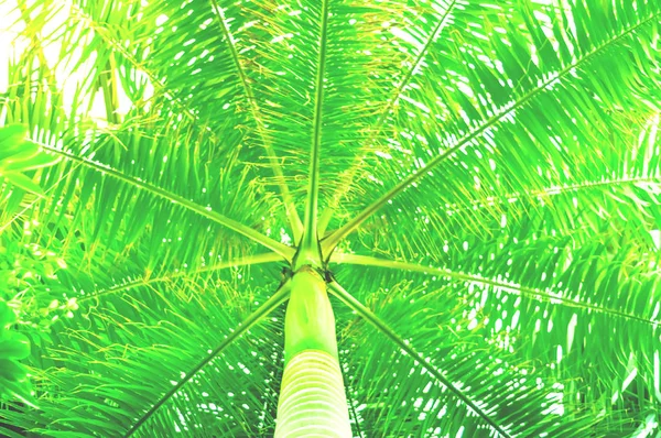 Fondo de palma tropical. Verde OVNI de moda. Copiar espacio . — Foto de Stock