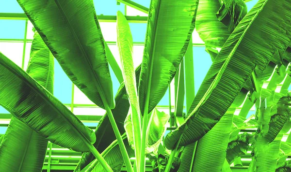 Fondo natural perfecto para oficina verde. Verde OVNI de moda . — Foto de Stock