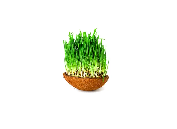 Csíráztatott magvak búza- vagy a zöld fű, kókusz tálba elszigetelt fehér background. — Stock Fotó