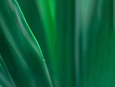 Bulanıklık etkisi ile tropikal palmiye yaprağı arka plan. 