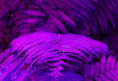 Güneş ışığı ile eğrelti otu doğal yapraklar. Tropikal doğa. 