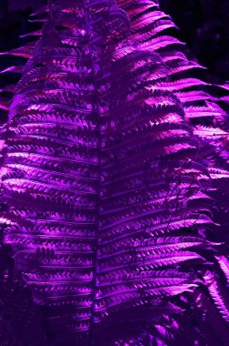 Güneş ışığı ile eğrelti otu renkli yaprakları. Trendy tropikal arka plan