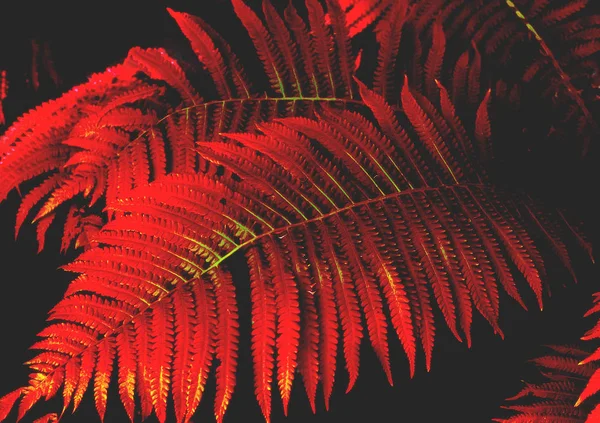 Folhas coloridas de samambaia com luz solar. Fundo tropical na moda — Fotografia de Stock
