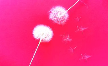 Beyaz karahindiba ile yaratıcı renkli arka plan. 2019'da moda renkler. 