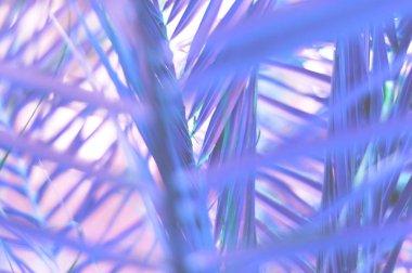 Tropikal palmiye yaprağı arka plan. Bulanık etki. 2019 yılının trend rengi. 