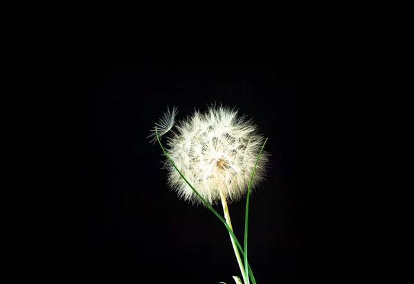 白いタンポポの花序を持つ黒い背景。お祝いの背景やプロジェクトのためのコンセプト. — ストック写真