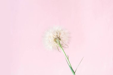 Beyaz karahindiba çiçeklenme ile Yaratıcı renkli arka plan. Modaya uygun renkler. 