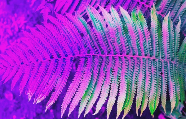 Folhas coloridas de samambaia com luz solar. Fundo tropical na moda . — Fotografia de Stock