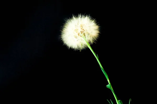 Creative black background with white dandelions inflorescence. — Stock Photo, Image