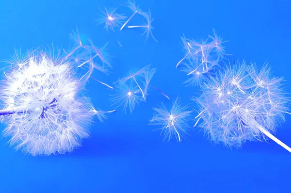 Creative blue background with white dandelions inflorescence. — Stock Photo, Image